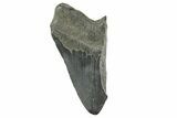 Partial Fossil Megalodon Tooth - South Carolina #365806-1